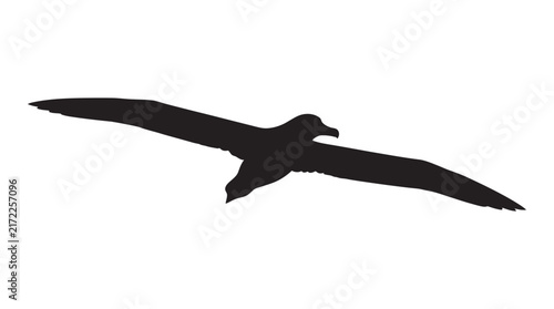 Foto Soaring albatross with outstretched wings a black silhouette