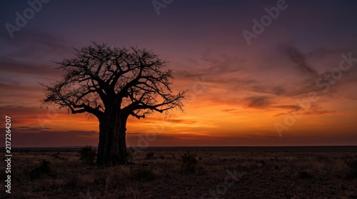 Majestic Baobab Tree Silhouetted Against a Stunning Sunset Over an African Savanna Landscape