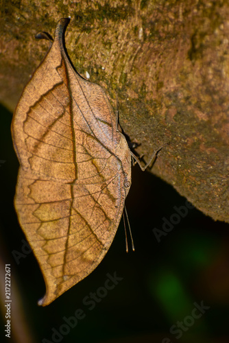 Quadro su tela Close-up photograph of Kallima inachus, commonly known as the deadleaf butterfly, resting and camouflaged on a green leaf during the monsoon morning in Himachal Pradesh, India