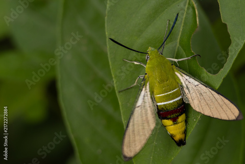 Detailed close-up photograph of a freshly emerged coffee bee hawkmoth (Cephonodes hylas) showing delicate deciduous wing scales while perching on a green leaf in Himachal Pradesh, India.