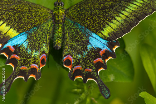 Close-up macro photograph showing a Woolly-branded Peacock butterfly (Papilio polyctor) resting naturally on a green leaf during a summer morning in Himachal Pradesh, India.