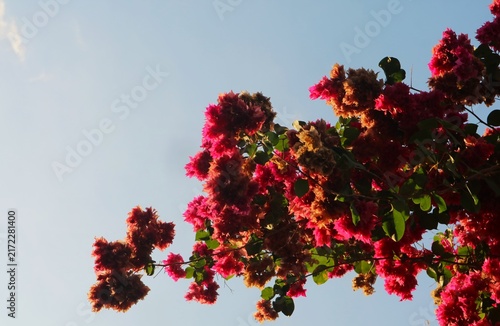 Photography A lush cluster of bright red bougainvillea flowers photographed from below against a blue sky