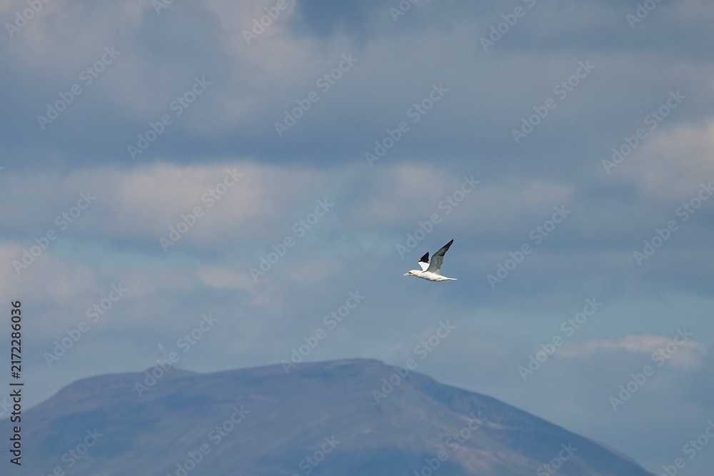 Obraz premium The northern gannet (Morus bassanus) is a seabird, the largest species of the gannet family, Sulidae.