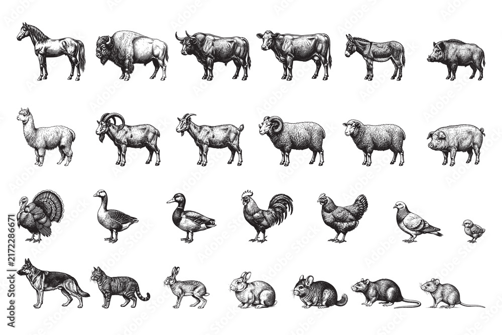 Naklejka premium Hand-drawn vintage engraving style farm animals vector set collection