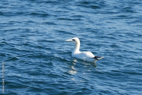 Quadro su tela The northern gannet (Morus bassanus) is a seabird, the largest species of the gannet family, Sulidae