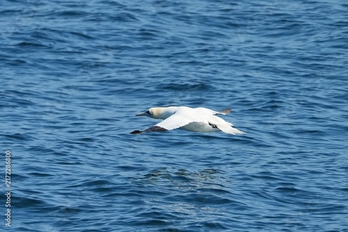 Canvastavla The northern gannet (Morus bassanus) is a seabird, the largest species of the gannet family, Sulidae
