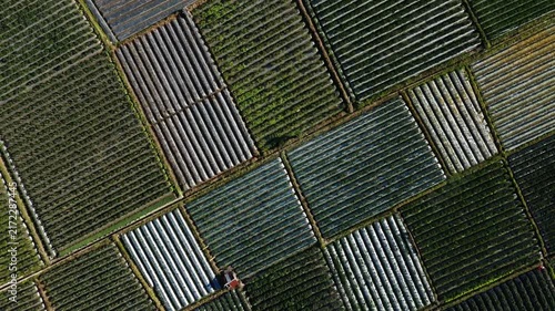 Top down aerial view of colorful vegetable plots and plastic mulch rows in Sembalun Lombok