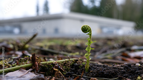 A close-up view of a young fiddlehead fern shoot, known scientifically as Matteuccia struthiopteris, sprout from rich soil outdoors in spring
