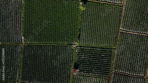 Top down aerial view of parallel crop rows forming abstract green pattern in Sembalun Lombok