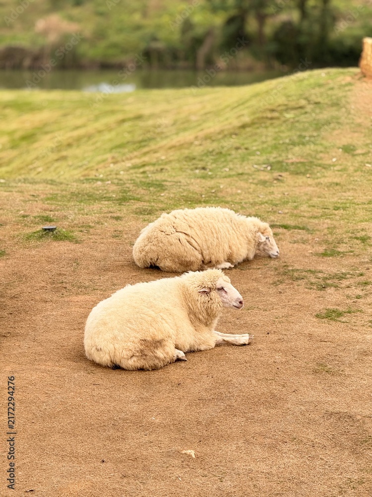Obraz premium sheep and lamb