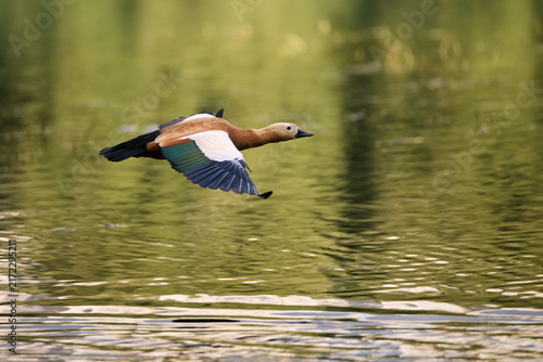 man in the water