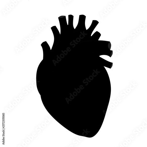 human heart anatomy