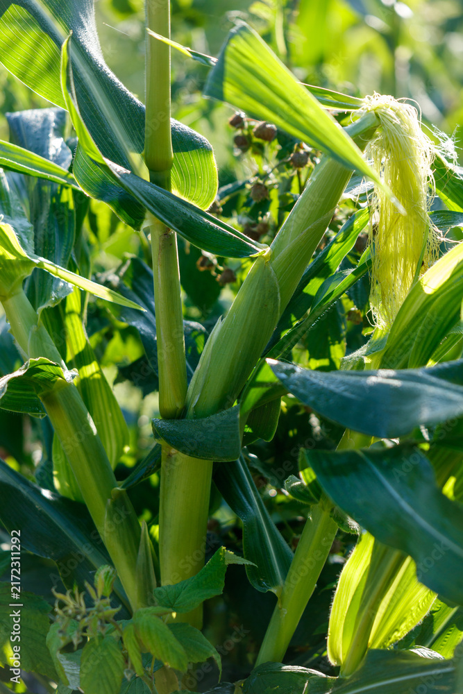 Naklejka premium Green corn plant with fresh, tightly wrapped ears