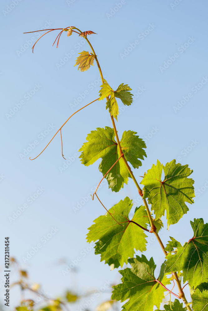 Naklejka premium Bright green grapevine leaves against clear blue sky