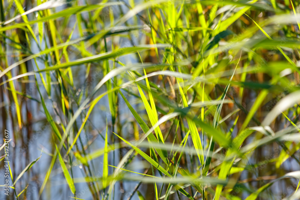 Fototapeta premium Tall green reeds sway gently in a calm, sunlit pond