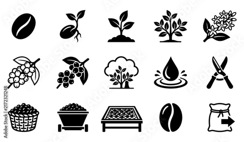 Set of coffee production icons illustrating the complete life cycle from planting seeds to roasted beverage cup vector