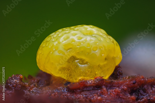 Honeycomb Coral Slime Mold. it's a small protist organism