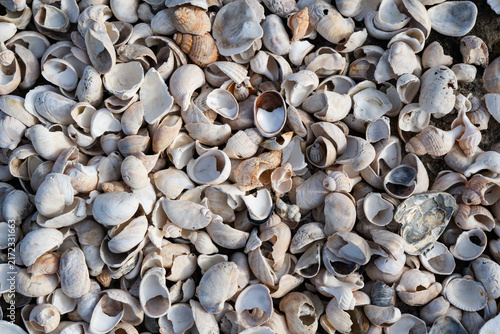Konstfotografi Broken seashells and shell fragments top view for coastal background texture