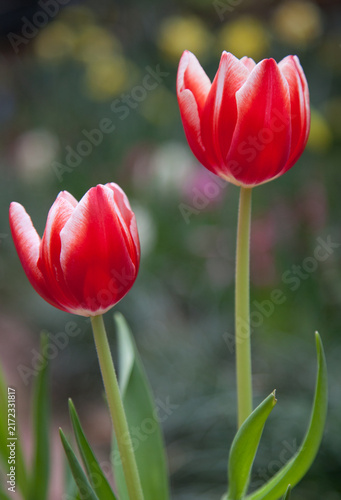 red and white tulips