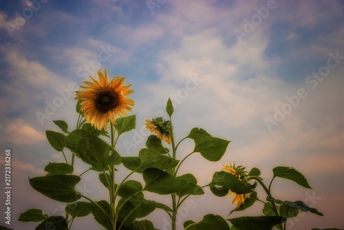 Agricultural lands near Gray, Tennessee, United States