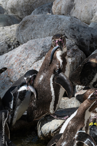 Fotografía Humboldt penguins waiting by a rock and eating fish.