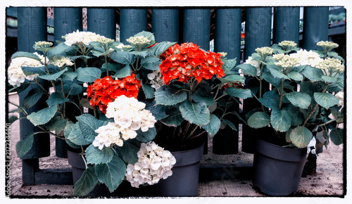 Hydrangea shrubs in pots ready for spring planting, United Kingdom