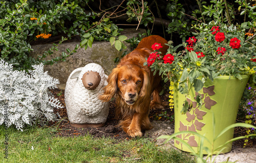 Working spaniel looking out from behind a plant pot, next to ornimental sheep, United Kingdom