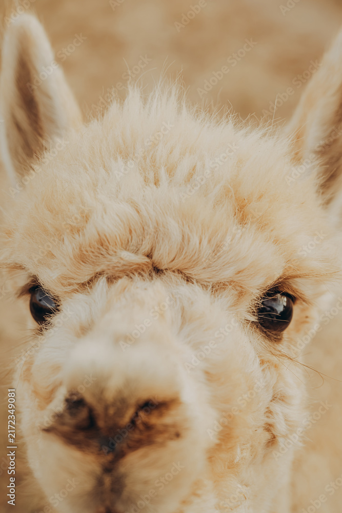 Fototapeta premium Cute alpaca enjoys a sunny autumn day at the rehabilitation center in Alentejo, Portugal, contributing to the conservation and research project for saving nature in the valley