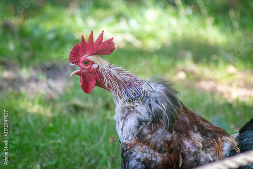 Crowing cock