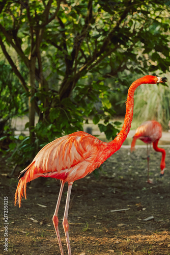  Portugal, Lisbon -  Zoo. Jardim Zoologico.  Two flamingos are walking in a park. One flamingo is close to the viewer while the other is further away. background shows green trees