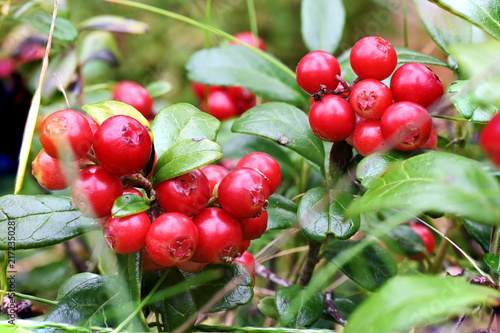 Close-up of ripe red lingonberries (cowberries) growing in clusters among glossy green leaves in a Finnish forest.