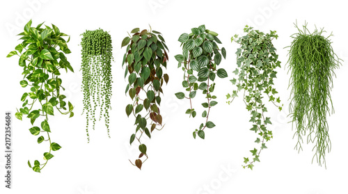 Fotografie Assortment of five different hanging potted plants with isolated on png transpar