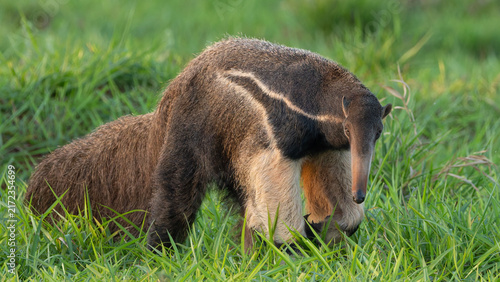 A giant anteater stops from feeding and looks at the camera 