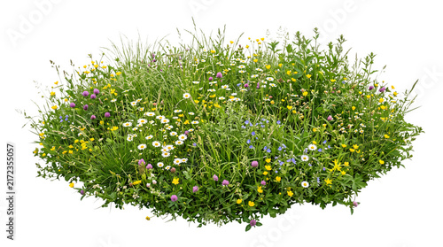 Cuadro en lienzo Lush bush of wildflowers and green grass with purple and isolated on png transpa