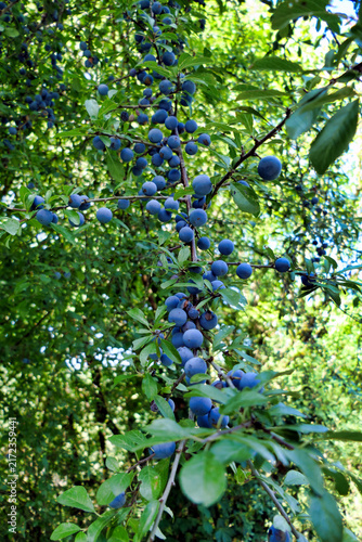 Foto Sloes forming on the branches of a Blackthorn (Prunus spinosa)