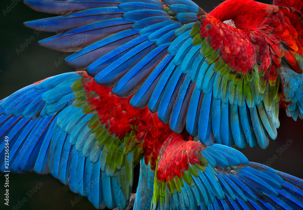 Fototapeta premium Open Macaw Wings full of color and powerful lines of composition.