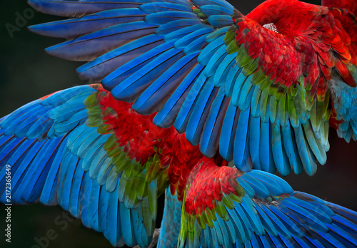 Open Macaw Wings full of color and powerful lines of composition.