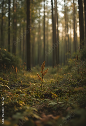 Forest clearing warm late afternoon glow muted earthy tones