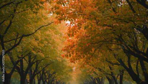 Tree canopy dew covered vibrant colors