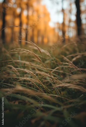 Autumn forest windswept grass macro detail shot