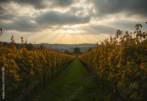 Autumn vineyard dramatic sunbeams through clouds gentle overcast light