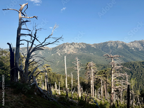 Canvastavla Sentier forestier du GR20 entre Capannelle et le col de Verde en Corse