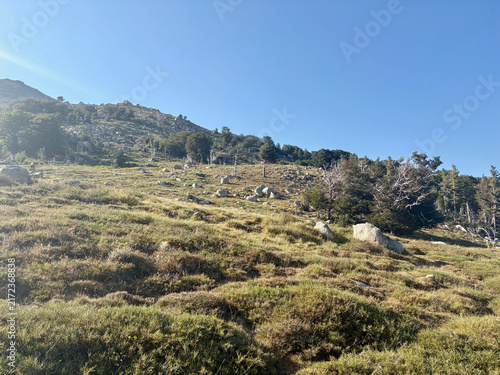 Canvas Print Sentier forestier du GR20 entre Capannelle et le col de Verde en Corse