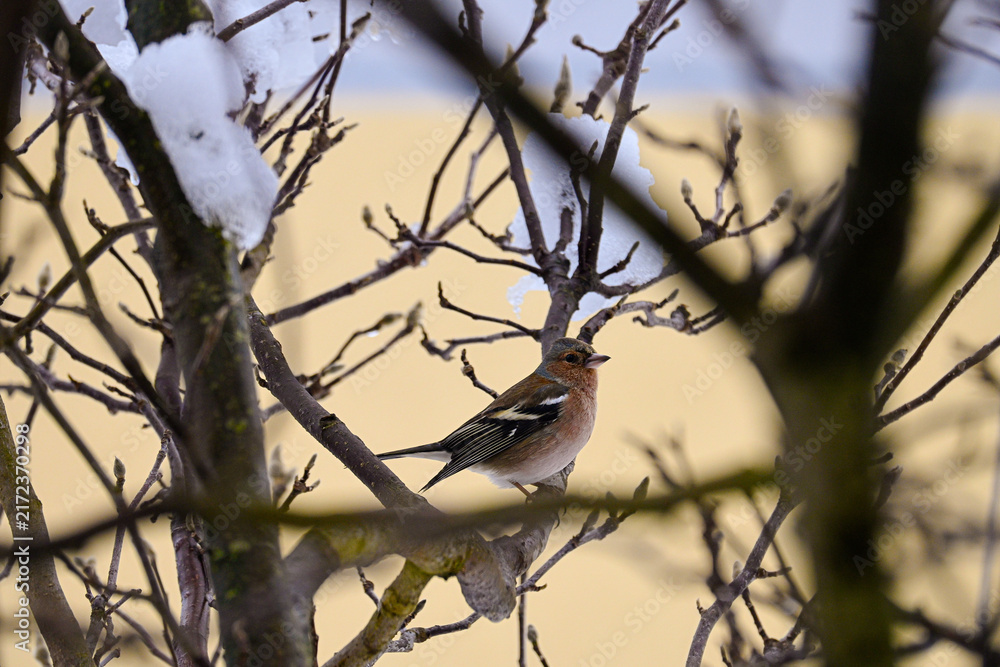 Obraz premium bird on a branch