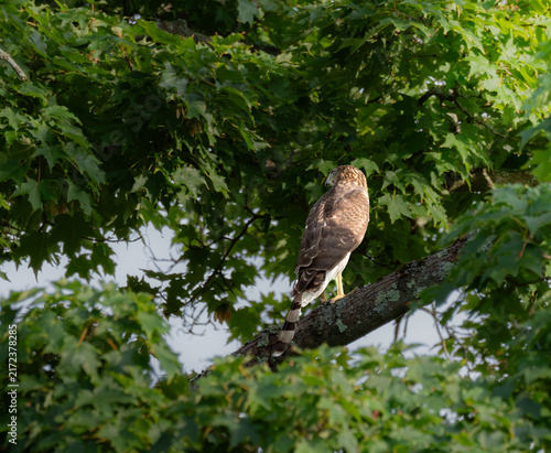 Canvas Print coopers hawk in a tree