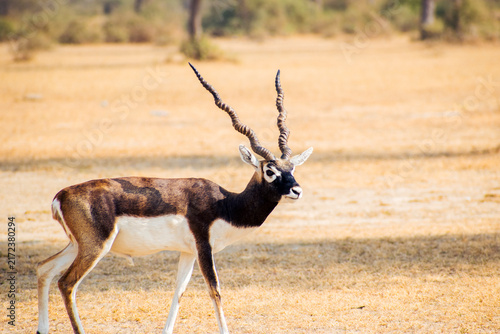 Canvas Print male blackbuck with distinctive long spiral horns standing alert in the grasslan