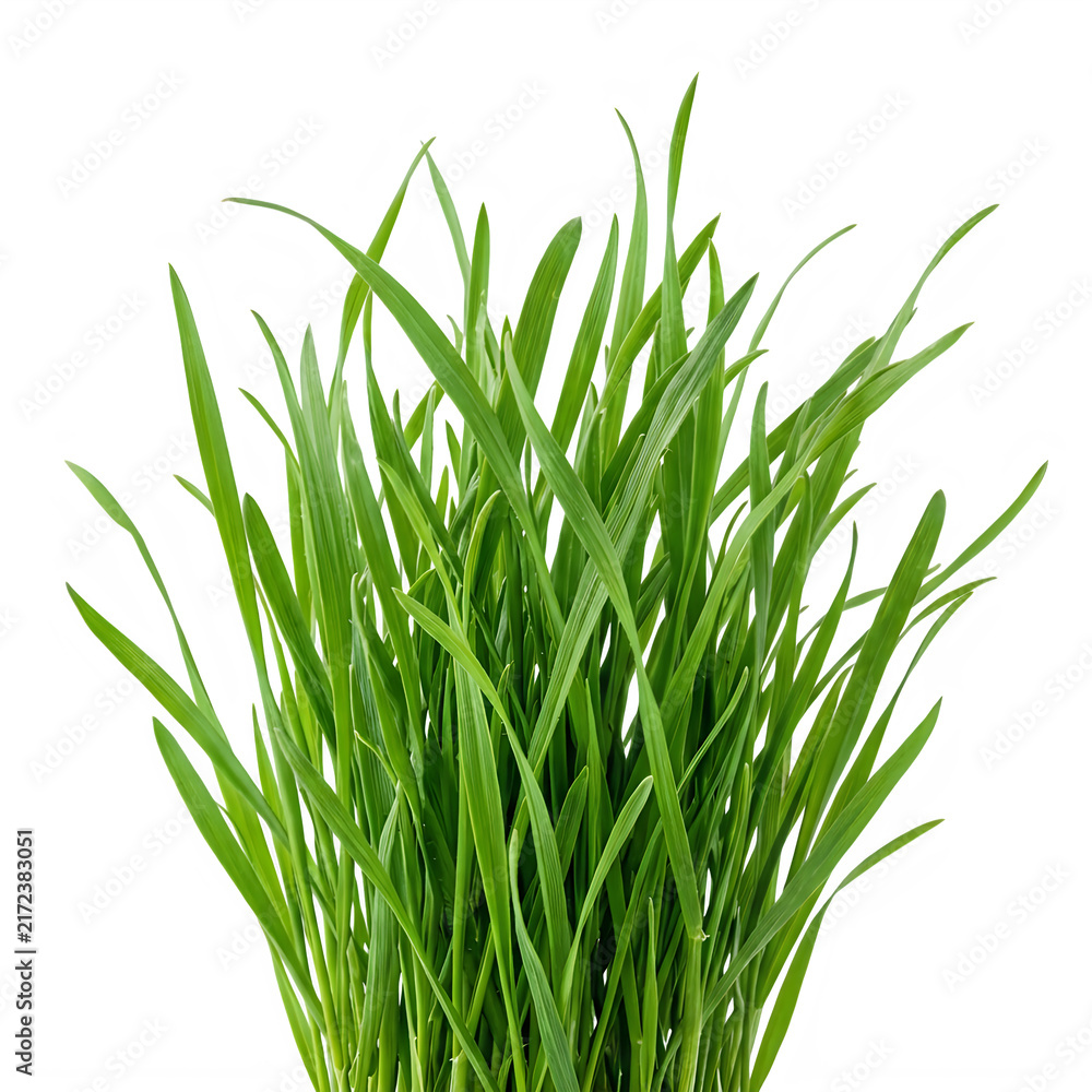 Fototapeta premium Fresh green grass blades growing in a bunch