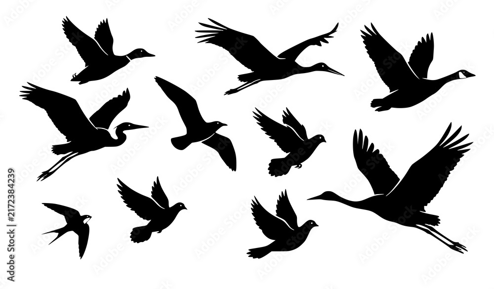 Naklejka premium Black Silhouette Vector Set of Diverse Flying Birds Including Ducks Cranes Geese Herons Seagulls and Pigeons for Wildlife Nature and Migration Concept Designs