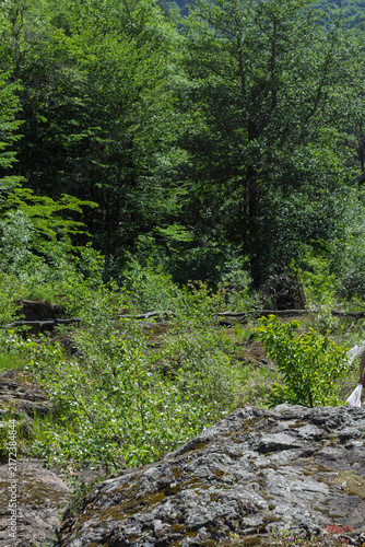 The riverbank zone in mountainous terrain, the rocky soil bordering the riverbed, with vegetation along the banks.