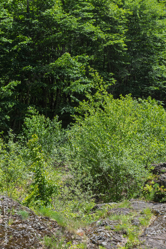 The riverbank zone in mountainous terrain, the rocky soil bordering the riverbed, with vegetation along the banks.